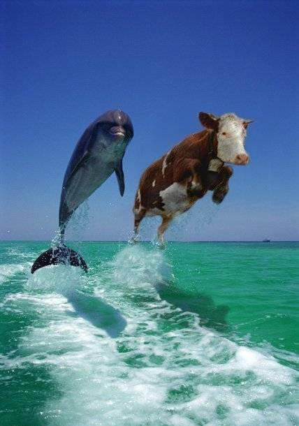 delfin y vaca.jpg (36938 bytes)