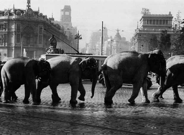 Madrid antiguo - elefantes en cibeles.jpg (36527 bytes)